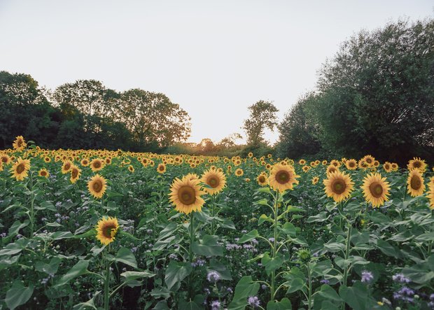 Sonnenblumenfeld