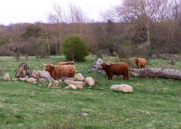 Tiere im Naturschutzgebiet