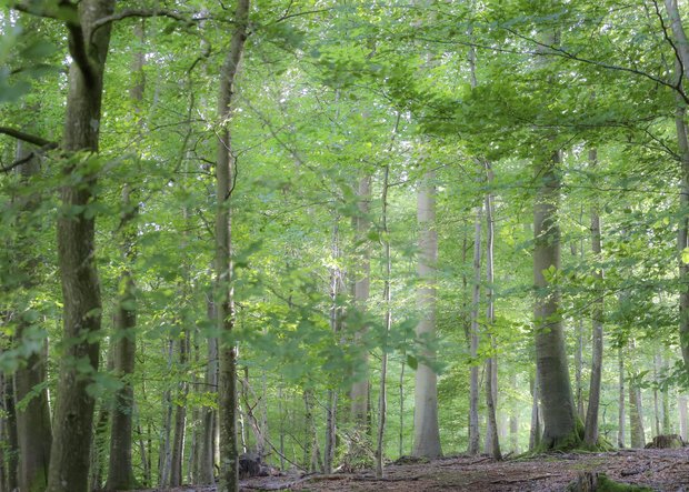 Wald bei Wanderung von Bockholmwik nach Langbaligau Hafen