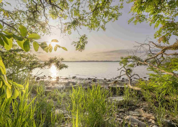 Blick durch Bäume auf die Ostsee