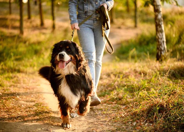 Hund rennt mit Frauchen an der Leine im Wald