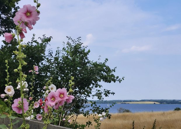 Blumen beim Fördesteig Wanderweg