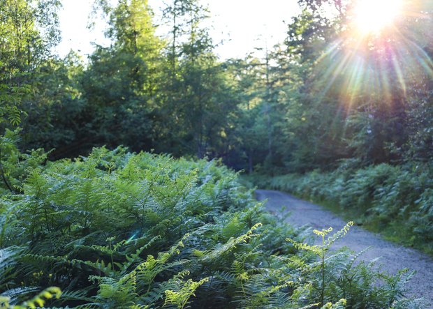 Wanderweg durchs Friedeholz