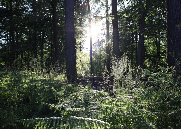 Wald bei Marienhölzung