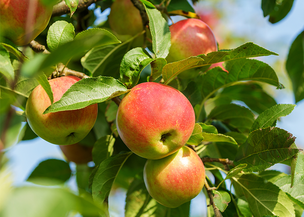 Äpfel am Baum
