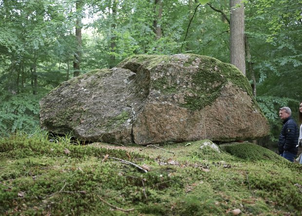 Wanderweg im Wald