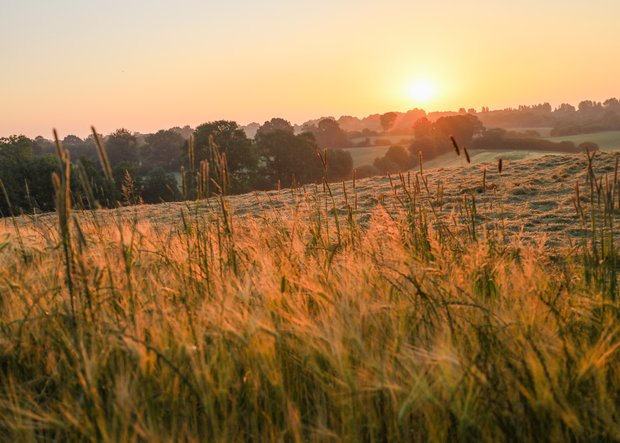 Sonnenuntergang bei einem hügeligen Feld
