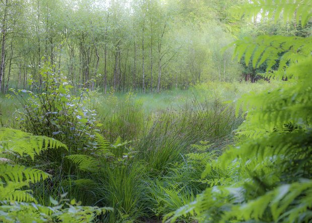 Natur beim Rundwanderweg durch Langballigholz